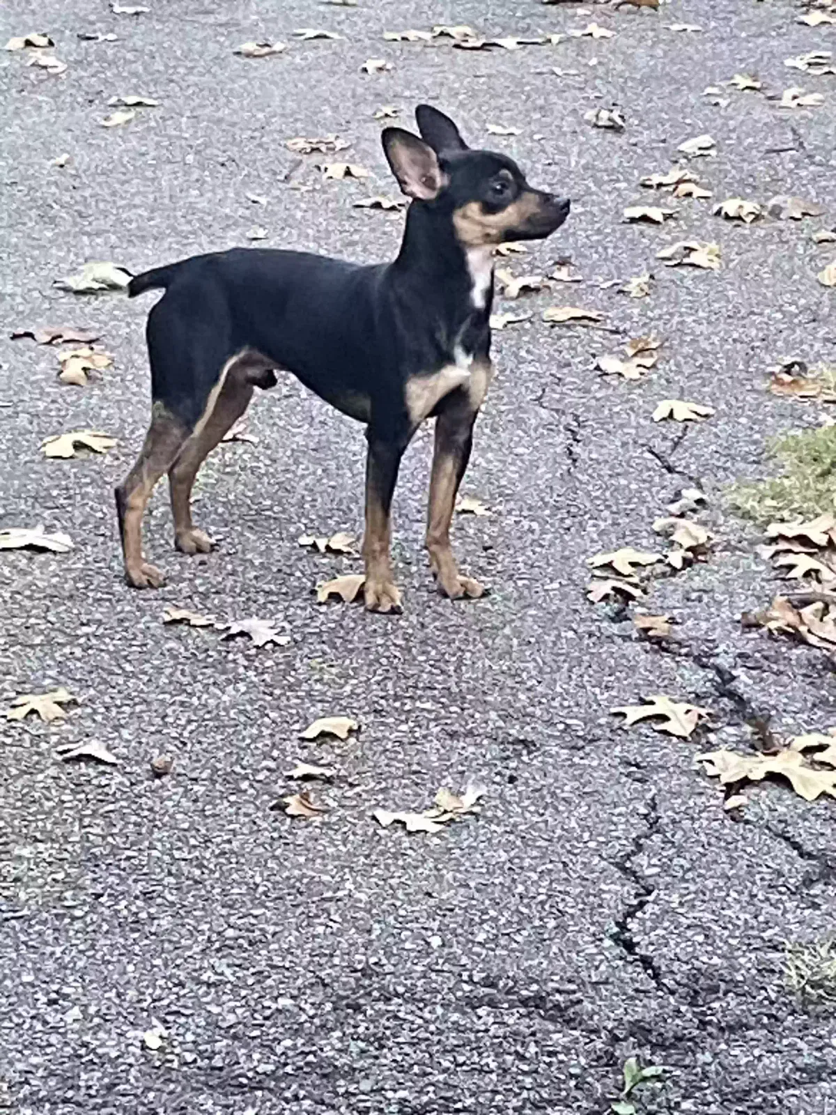 Found dog in Jonesboro, AR, 72404