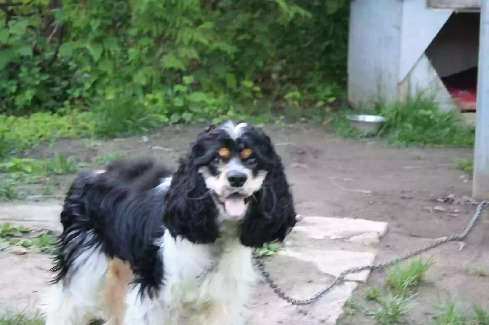 Lost dog in Plattsburgh, NY, 12901