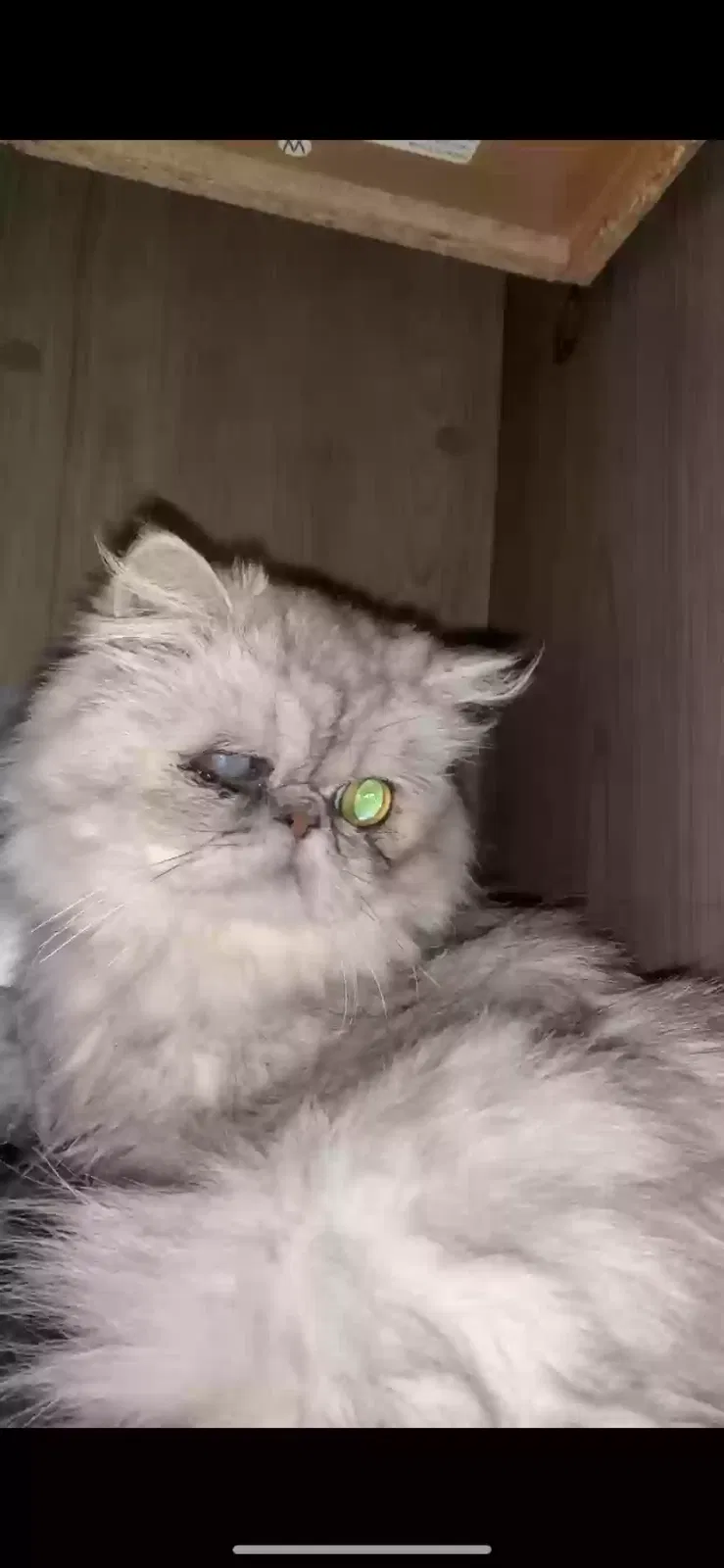 Lost cat in North Port, FL, 34288