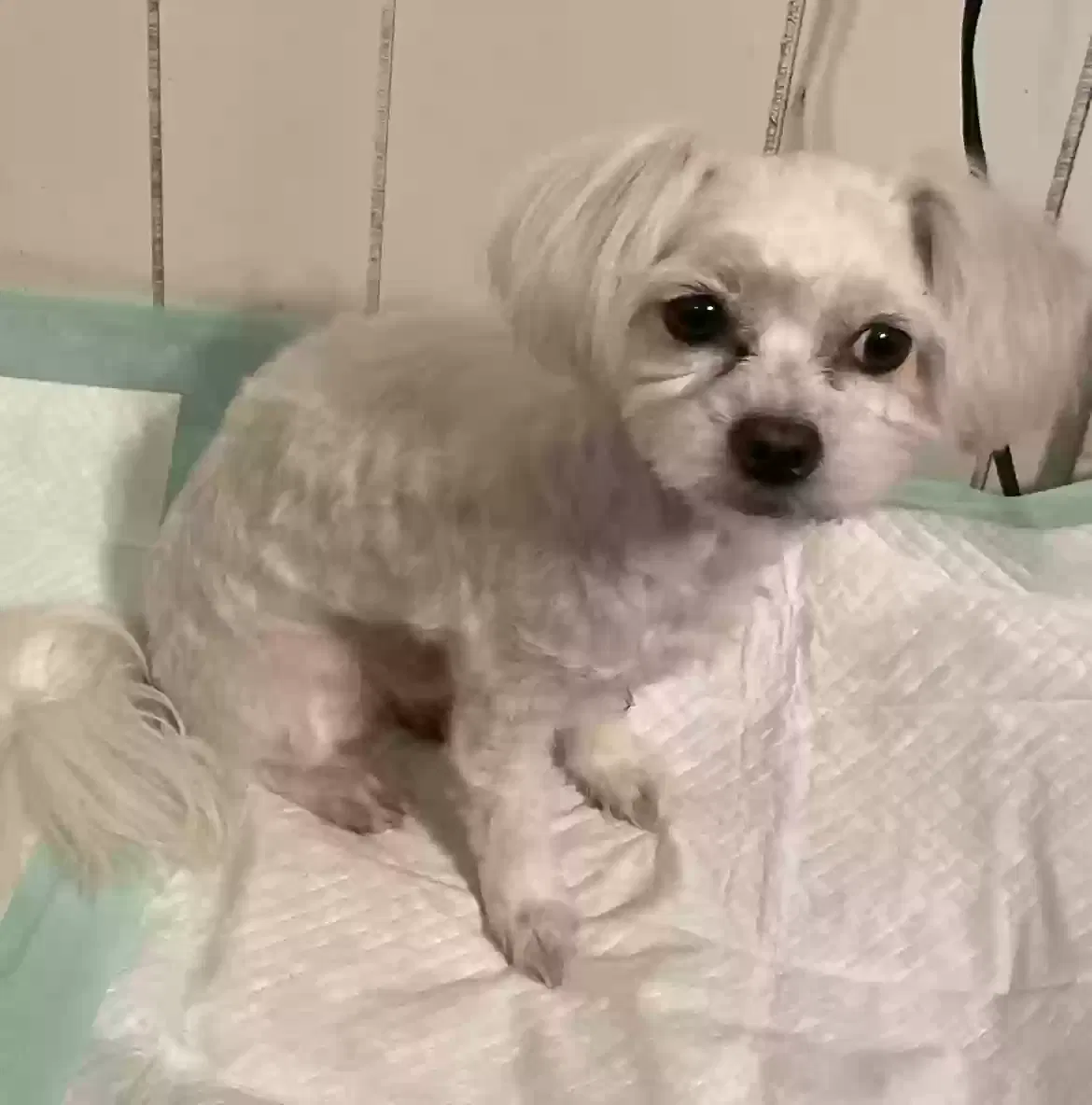 Lost dog in Bakersfield, CA, 93309
