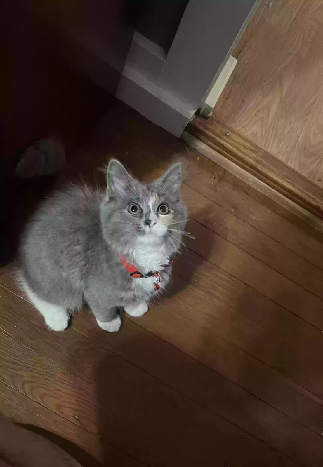 Lost cat in Lowell, MA, 1851