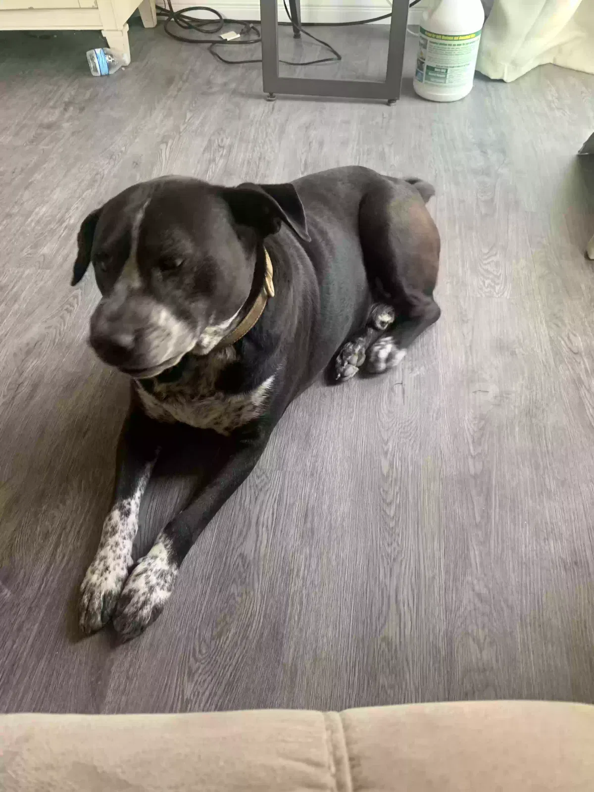 Lost dog in Downey, CA, 90242