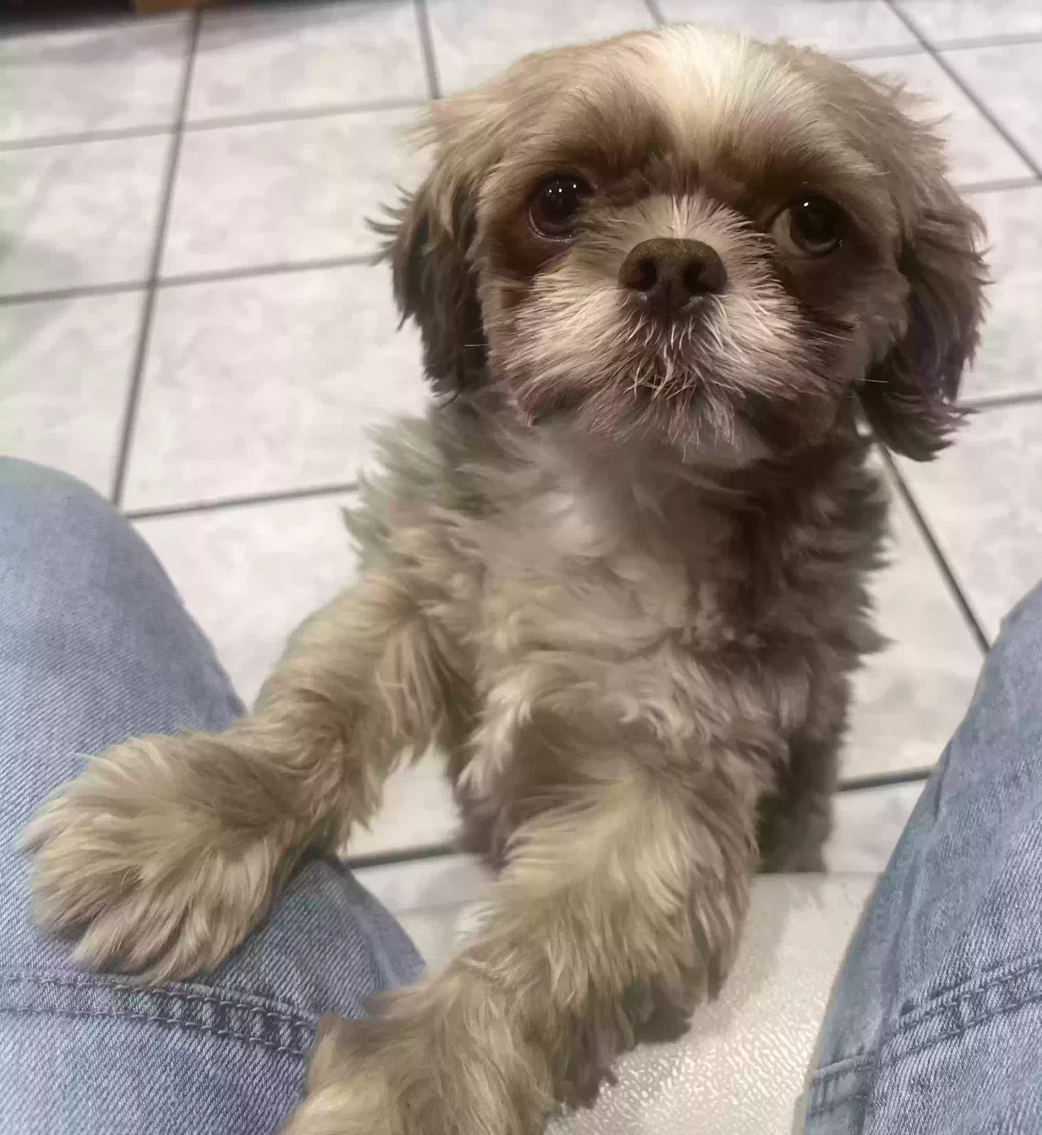Lost dog in Amarillo, TX, 79107