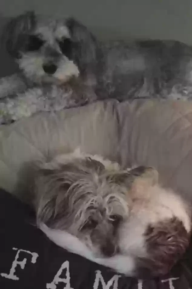 Lost dog in Trussville, AL, 35173