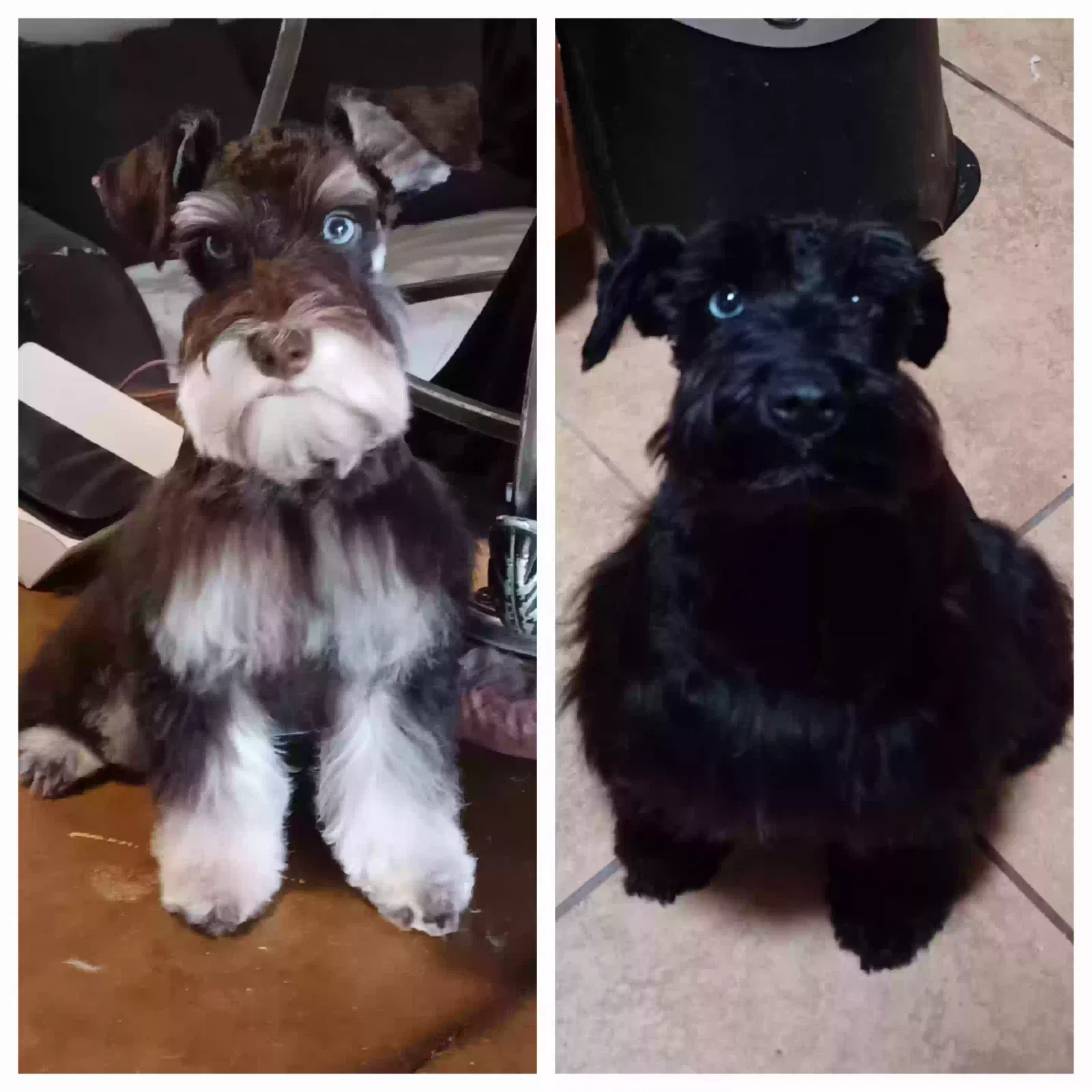 Lost dog in San Antonio, TX, 78250