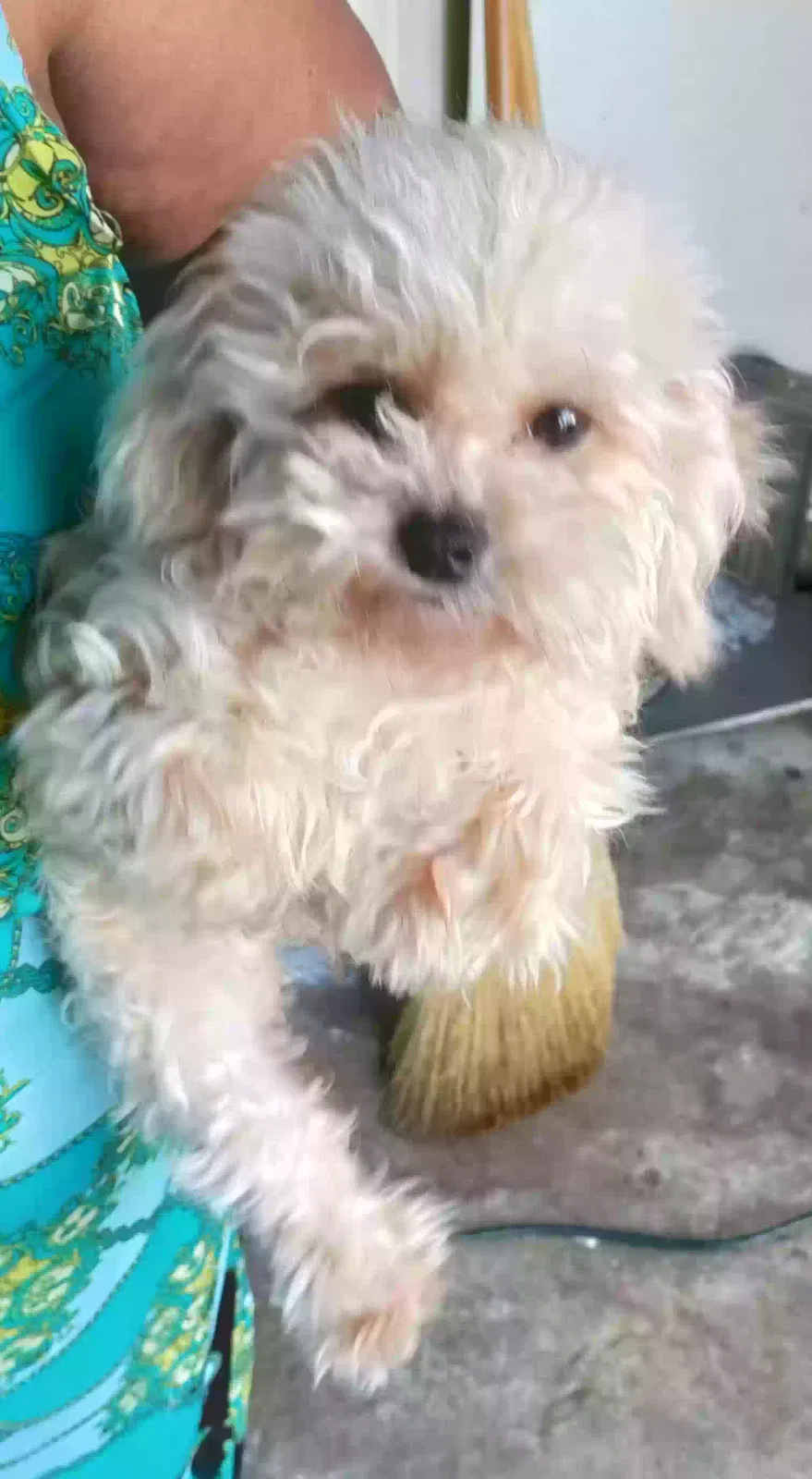 Lost dog in Missouri City, TX, 77489