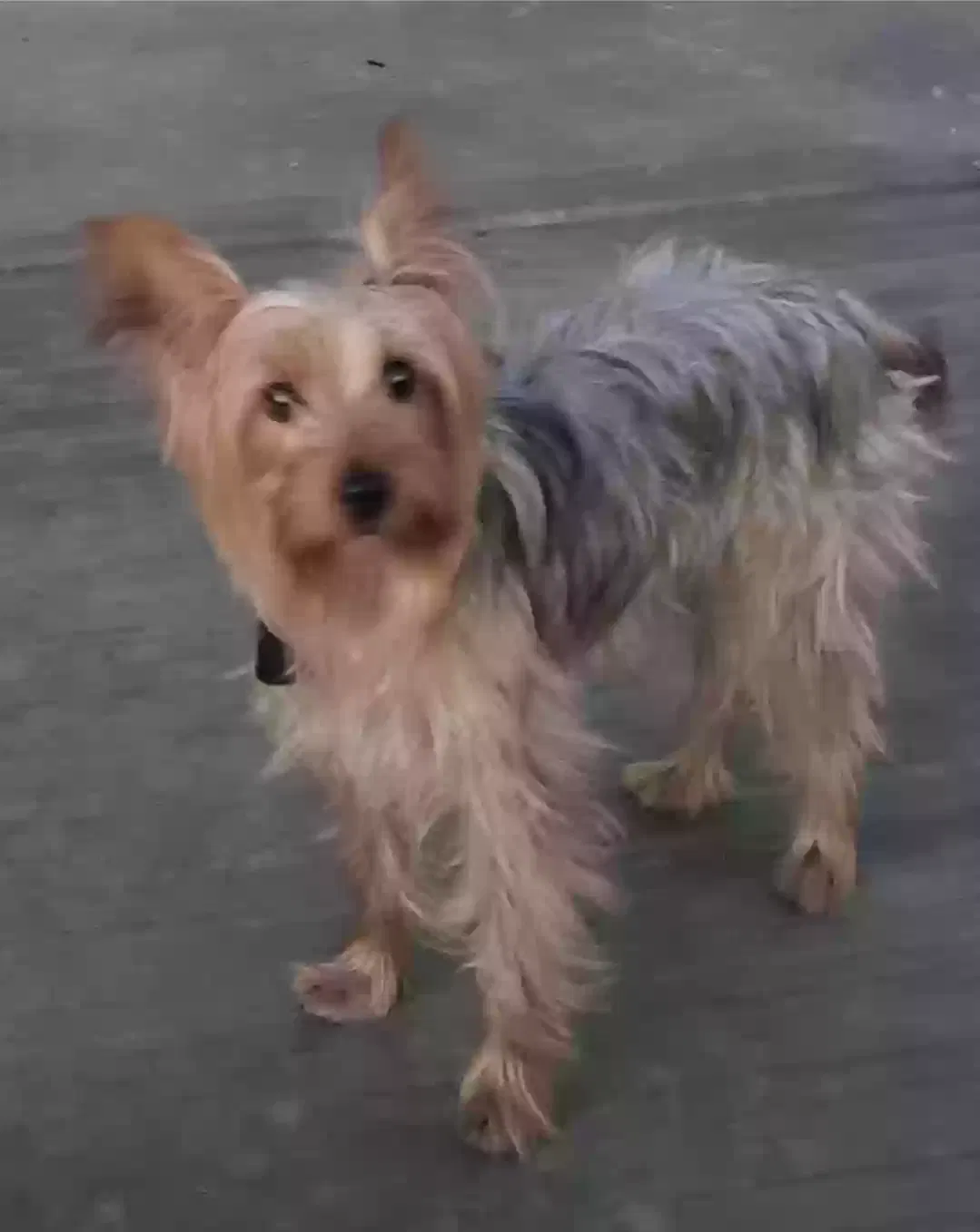 Lost dog in El Cajon, CA, 92020