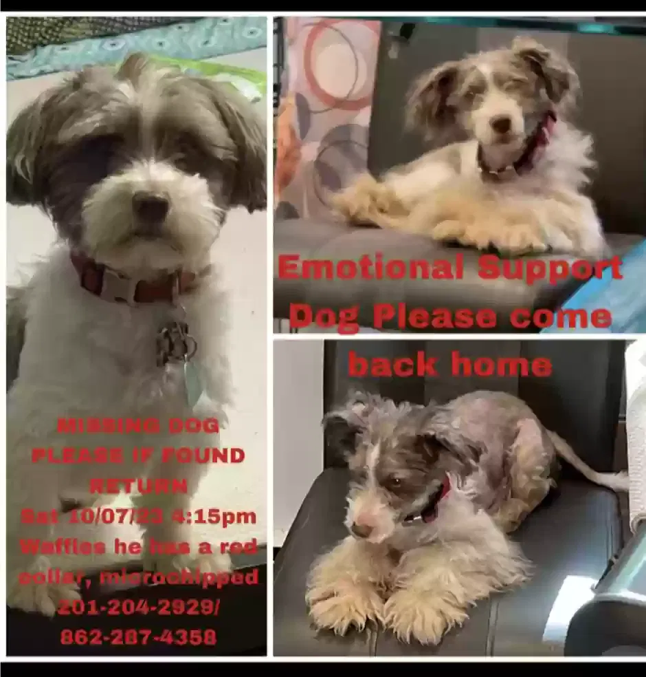 Lost dog in Jersey City, NJ, 7305