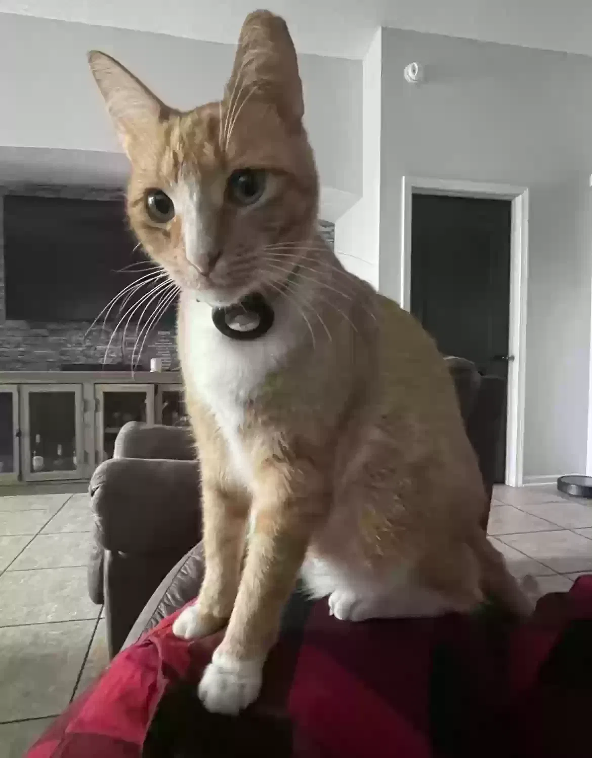 Lost cat in Jacksonville, FL, 32234