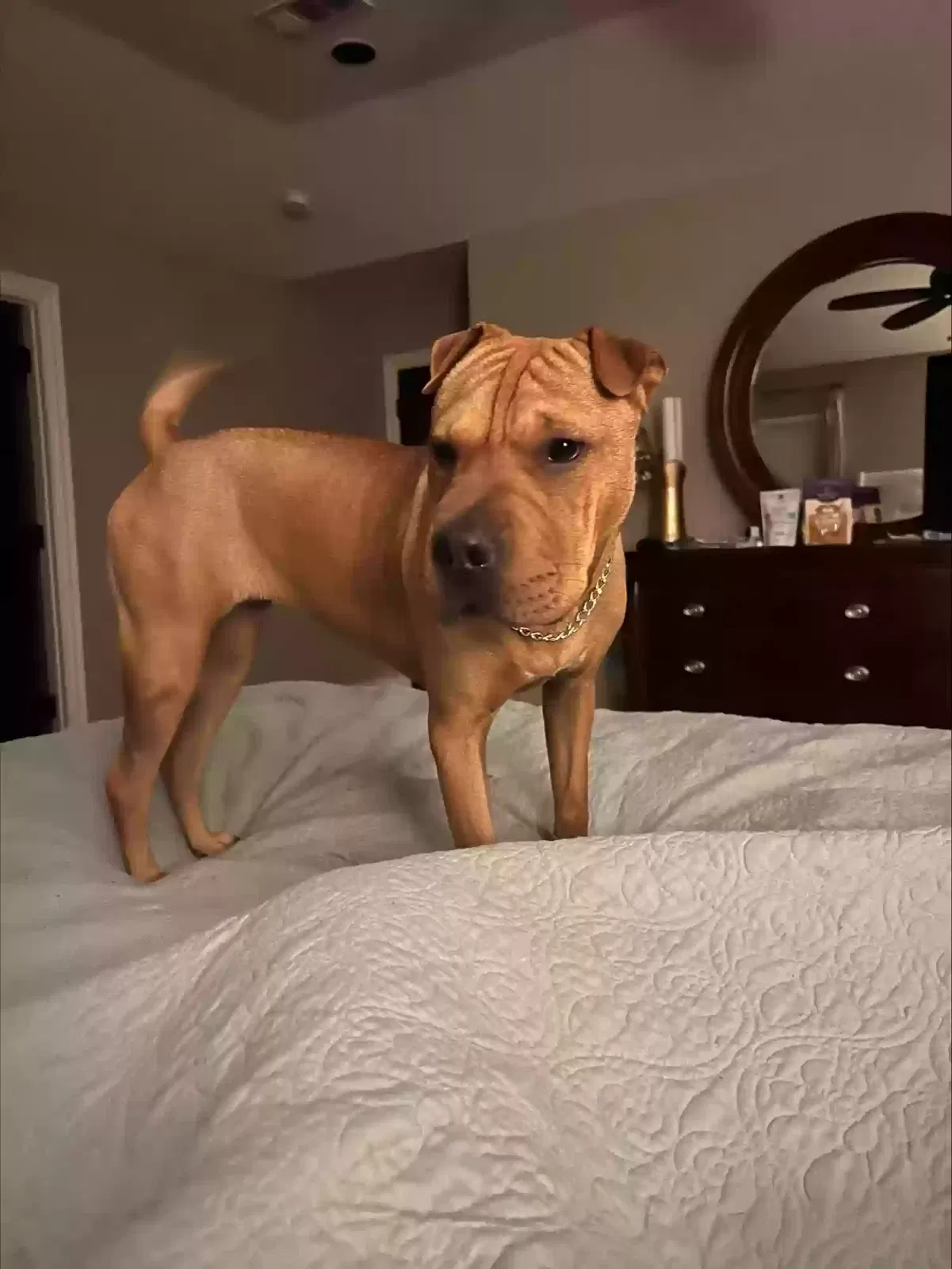 Lost dog in Rockwall, TX, 75032