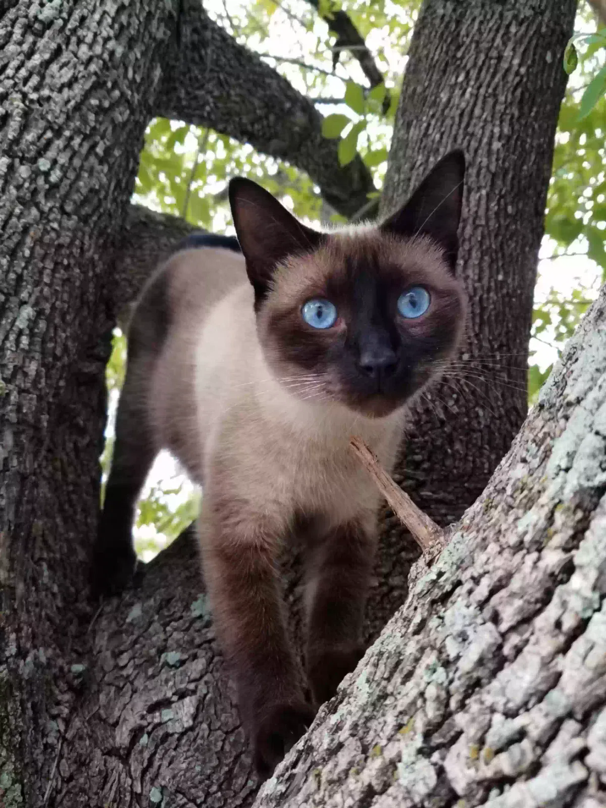 Lost cat in San Antonio, TX, 78222