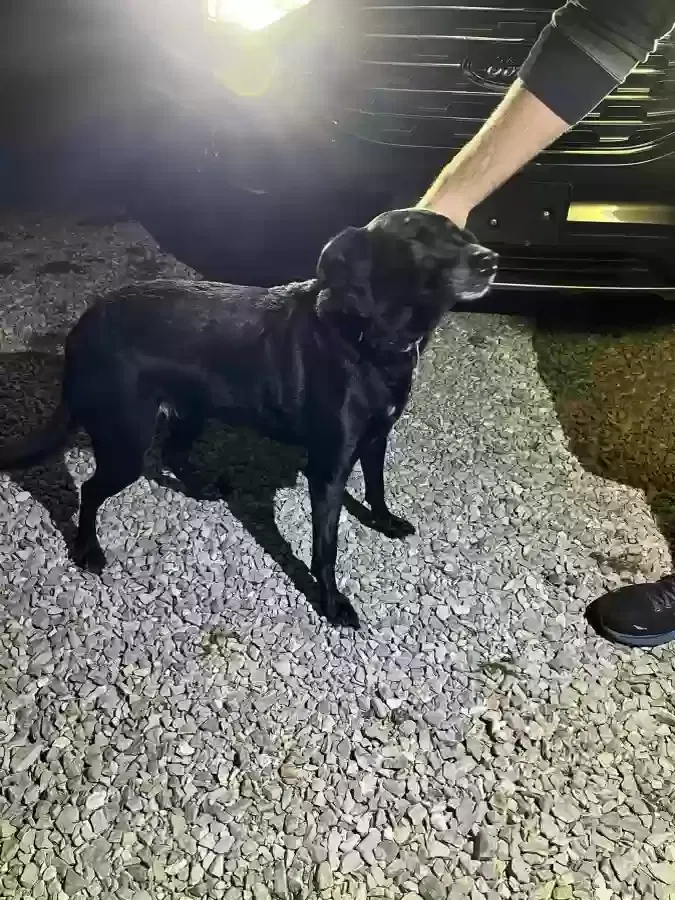 Found dog in Lake City, TN, 37769
