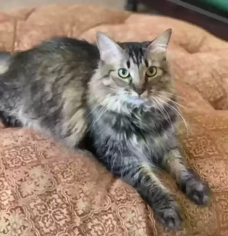 Lost cat in Mesa, AZ, 85207