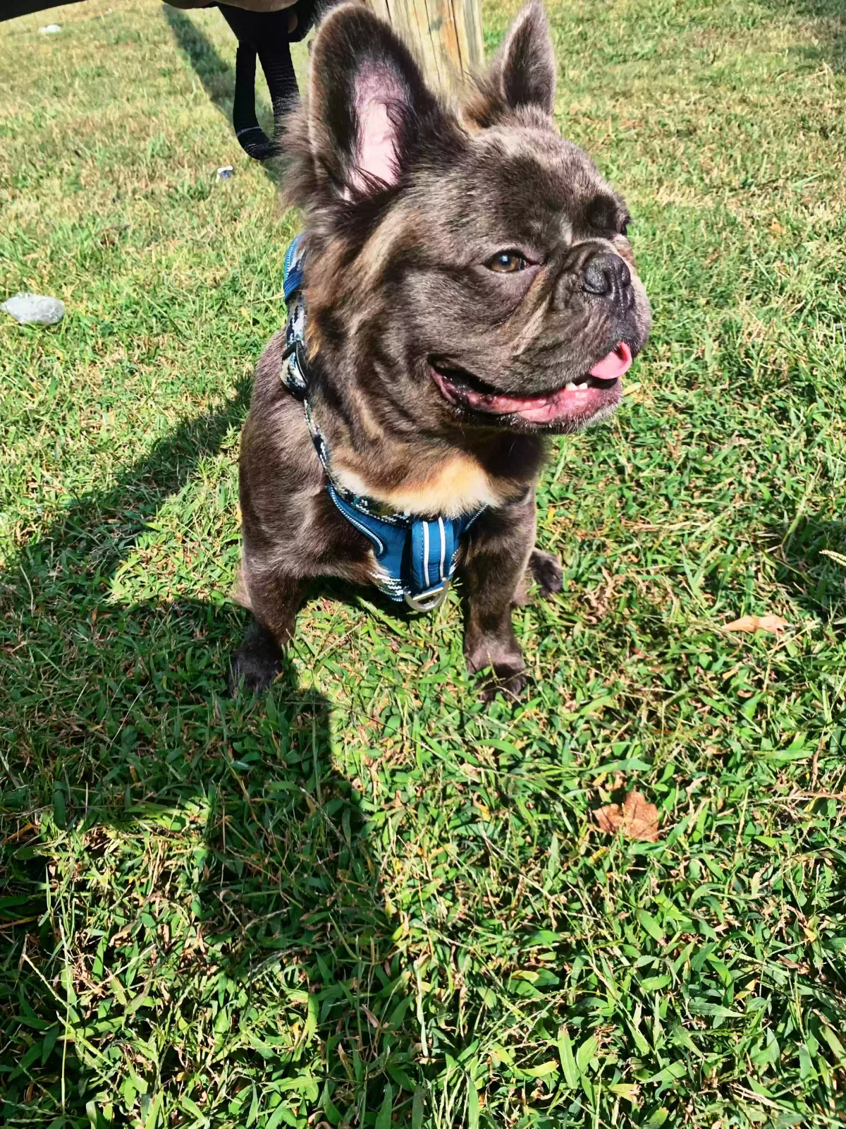 Lost dog in Union City, GA, 30291