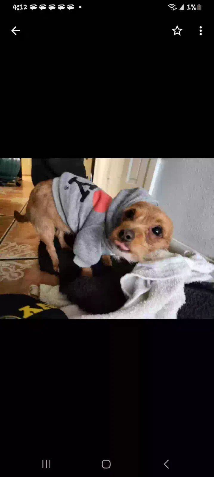Lost dog in Albuquerque, NM, 87108