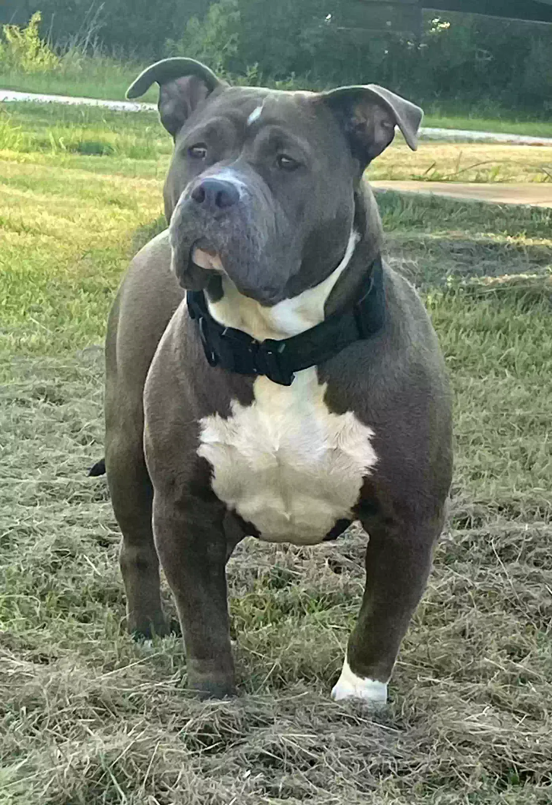 Lost dog in Dayton, TX, 77535