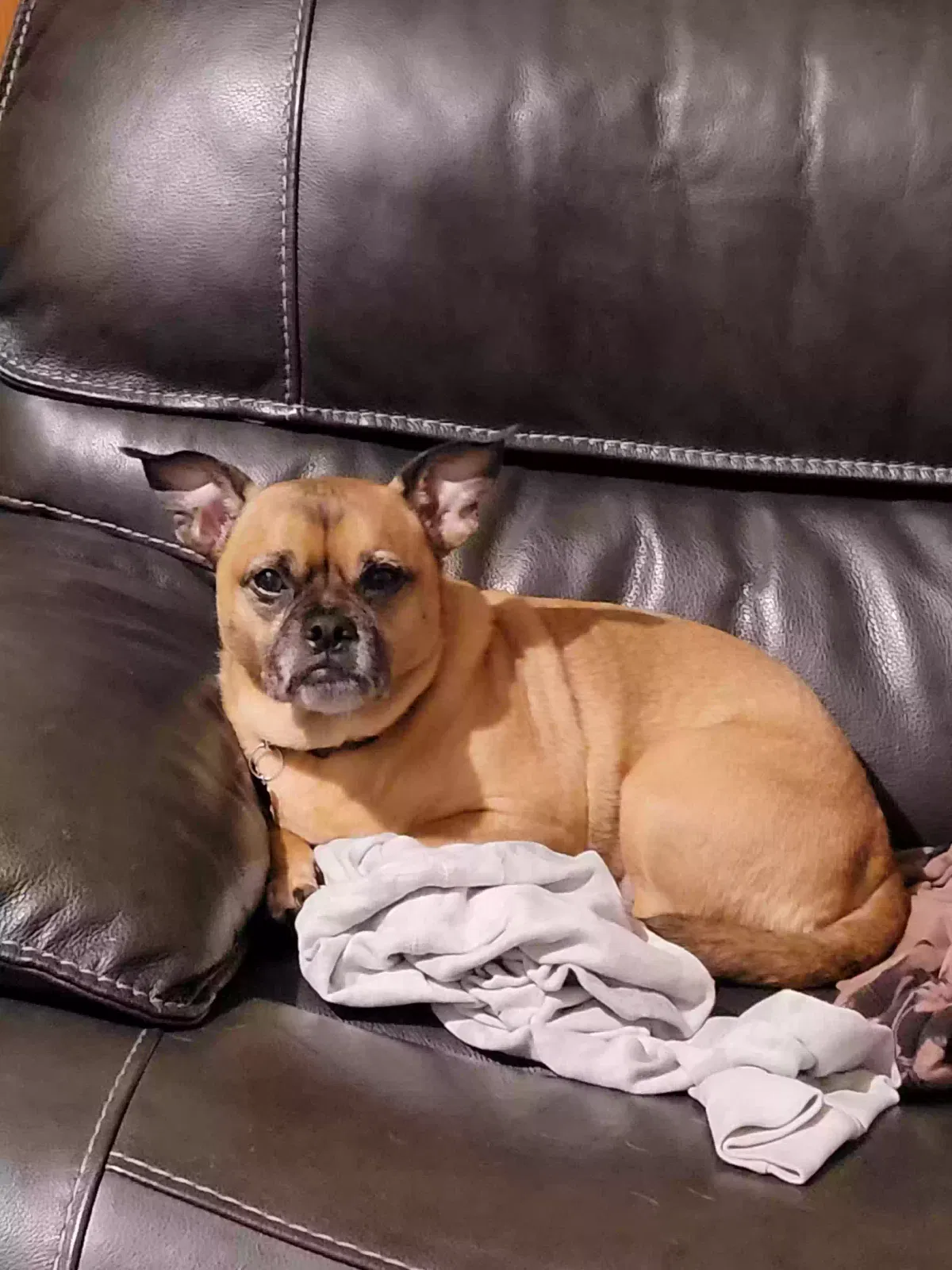 Lost dog in Norfolk, VA, 23508
