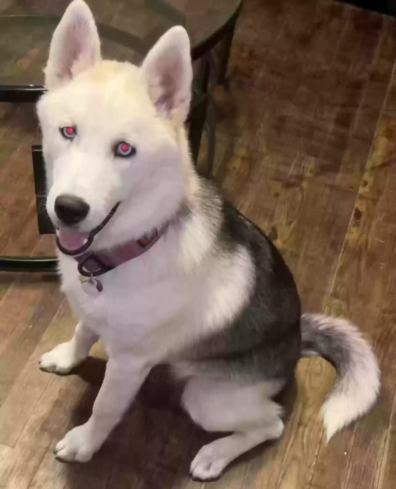 Lost dog in Corpus Christi, TX, 78411