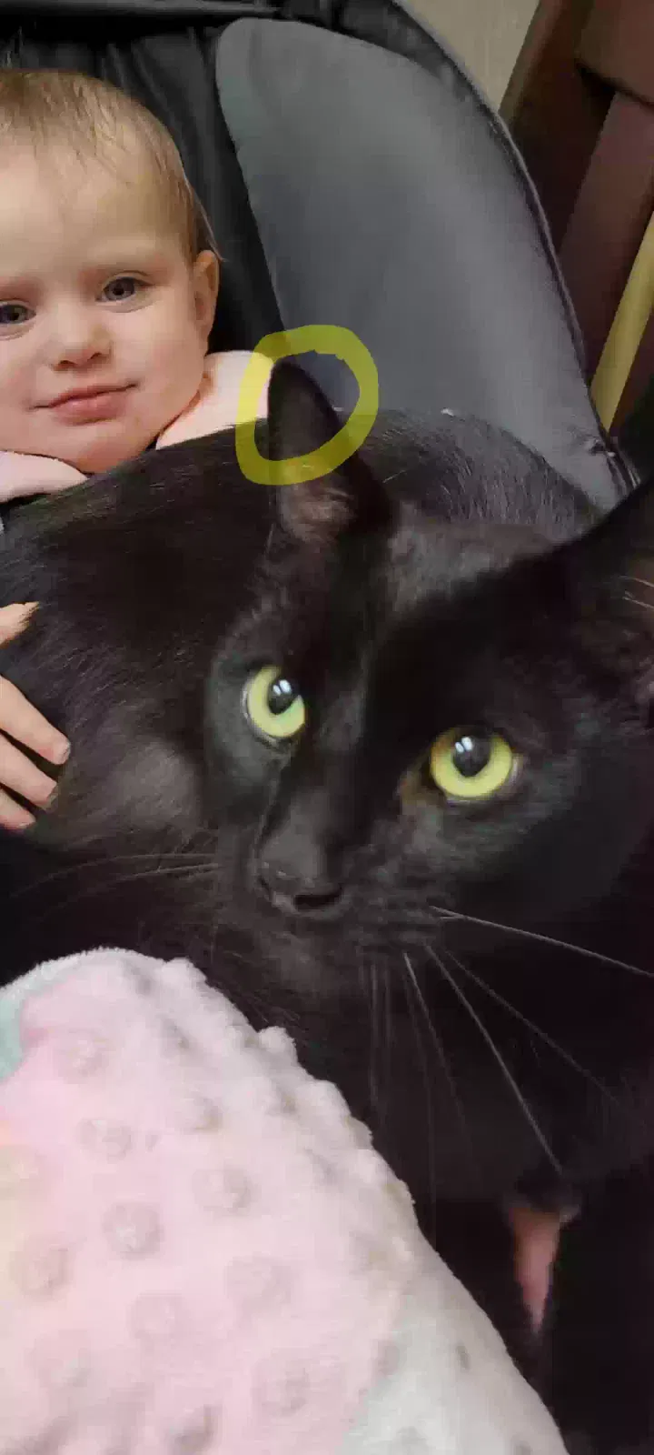 Lost cat in Newtonsville, OH, 45158