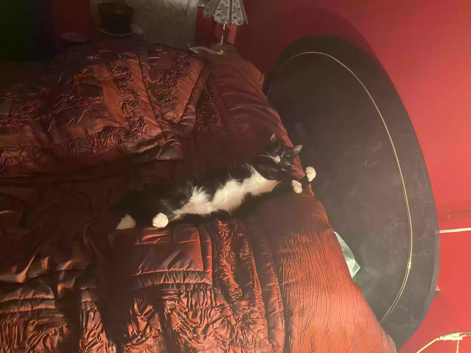 Lost cat in Henrico, VA, 23229