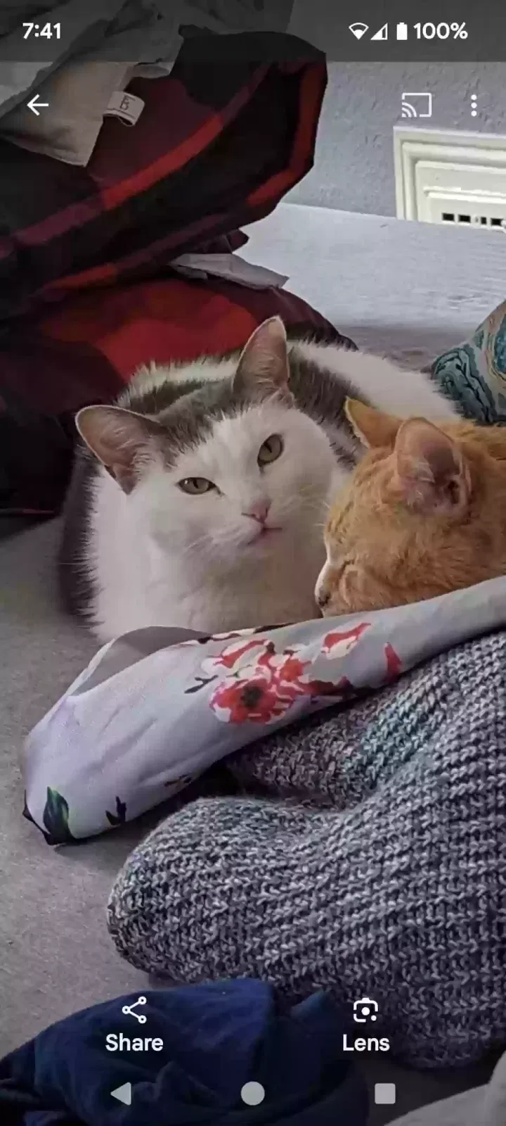 Lost cat in Edgerton, WI, 53534