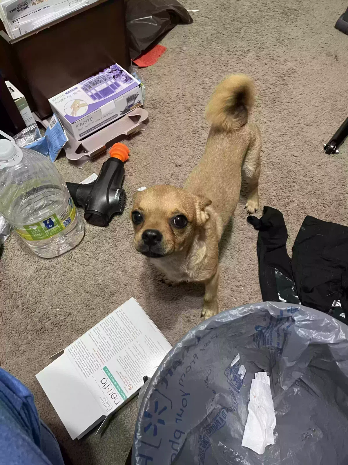 Lost dog in Converse, TX, 78109