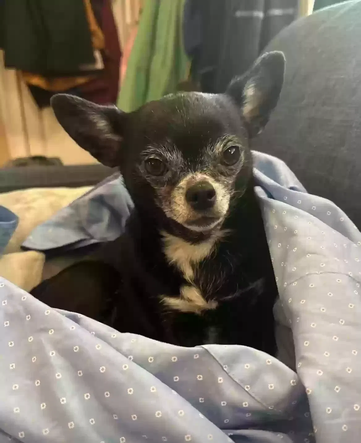 Lost dog in Cleveland, TN, 37323