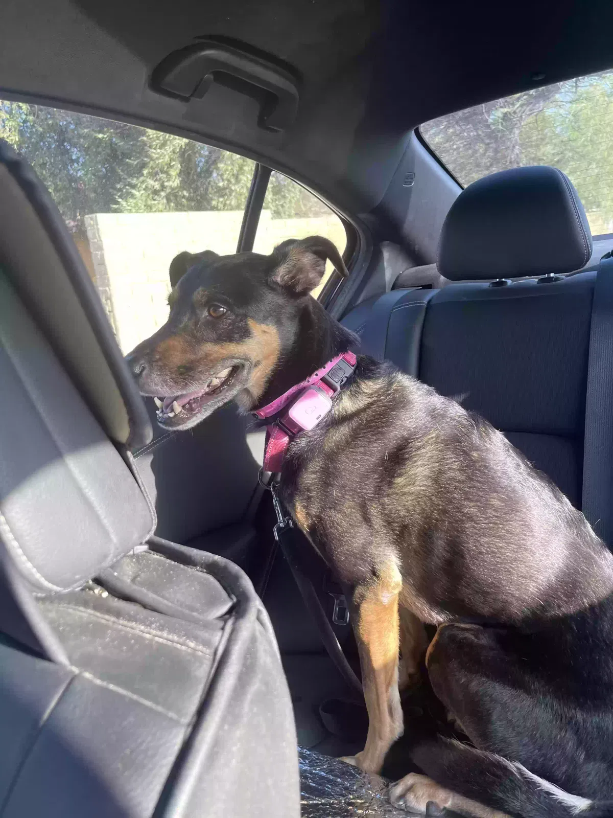 Lost dog in Phoenix, AZ, 85018