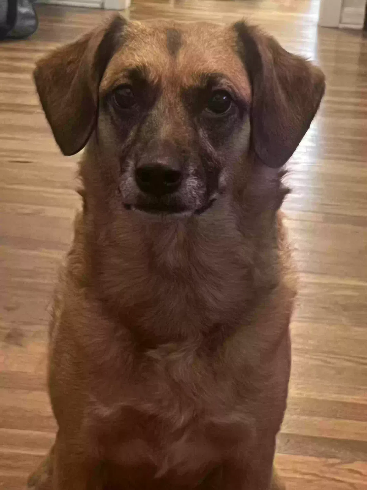 Lost dog in Houston, TX, 77022
