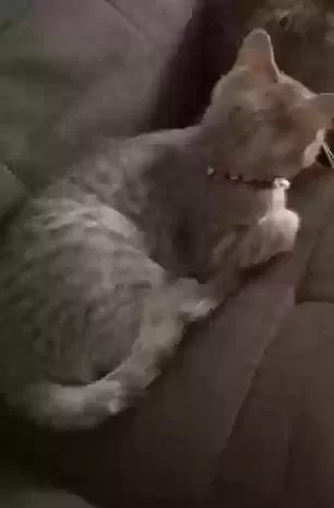 Lost cat in Albuquerque, NM, 87114