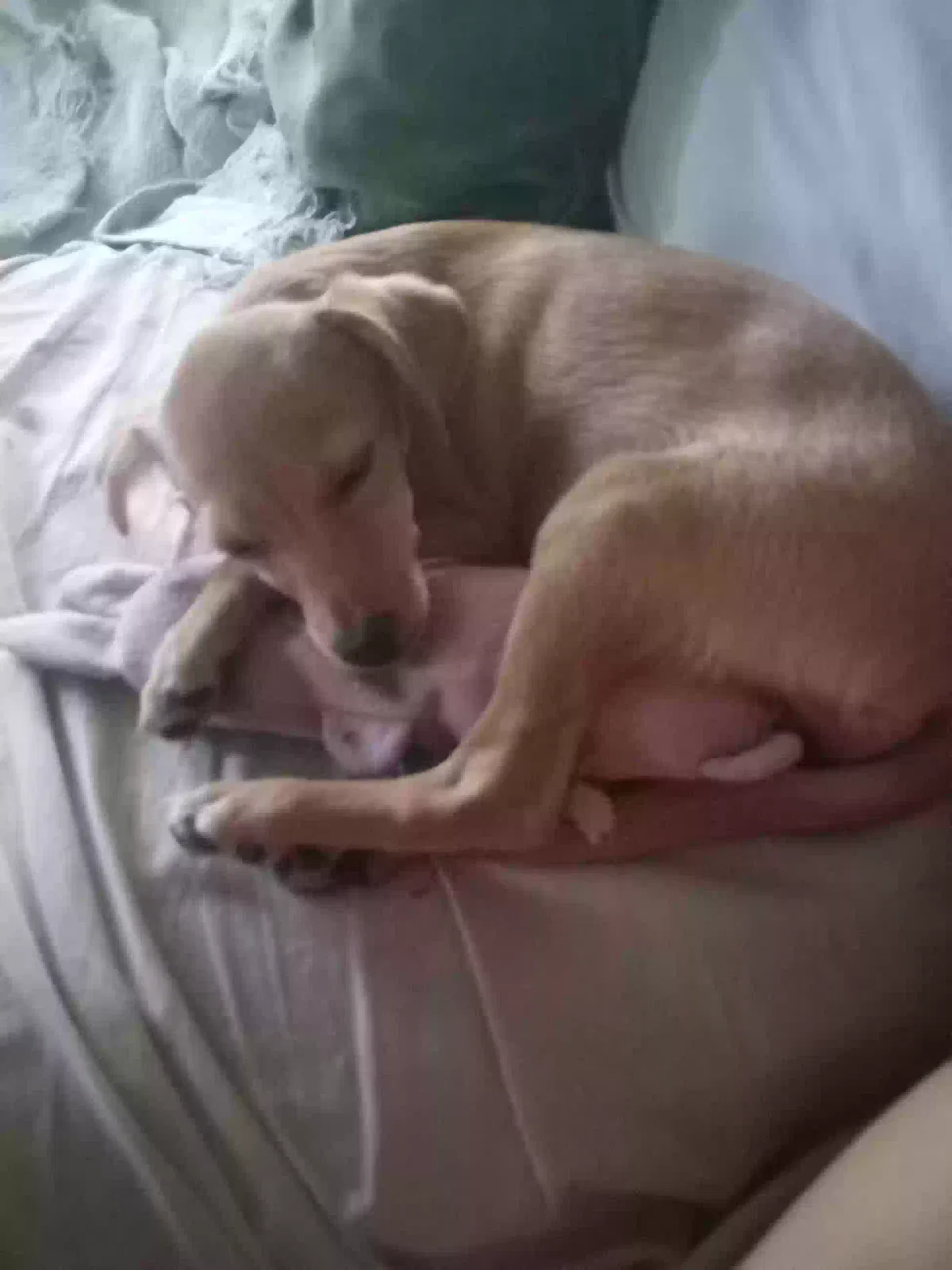 Lost dog in San Antonio, TX, 78210