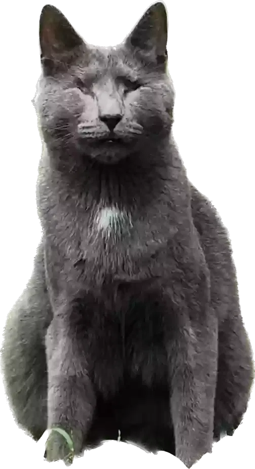Lost cat in Santa Cruz, CA, 95062