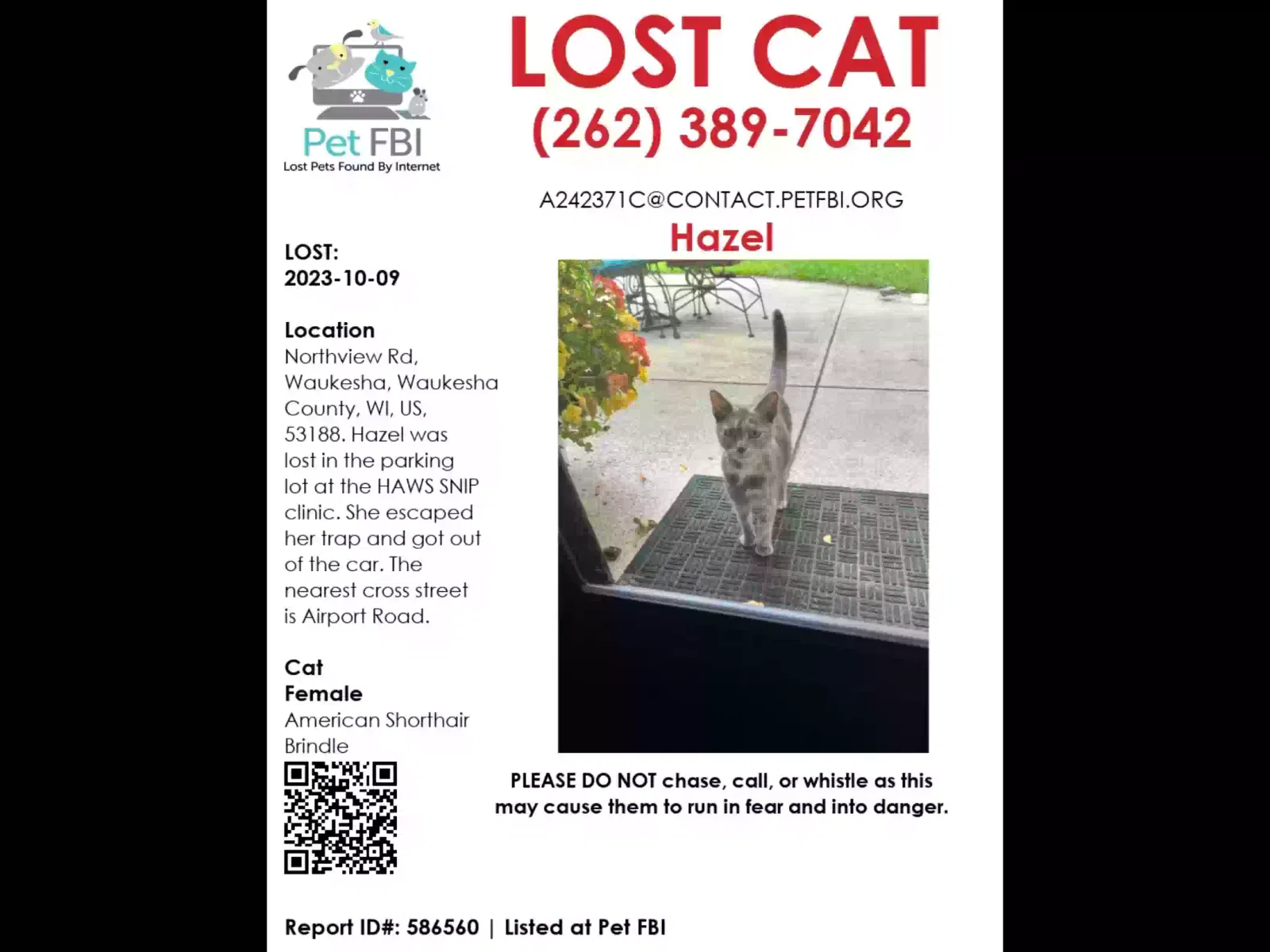 Lost cat in Waukesha, WI, 53188