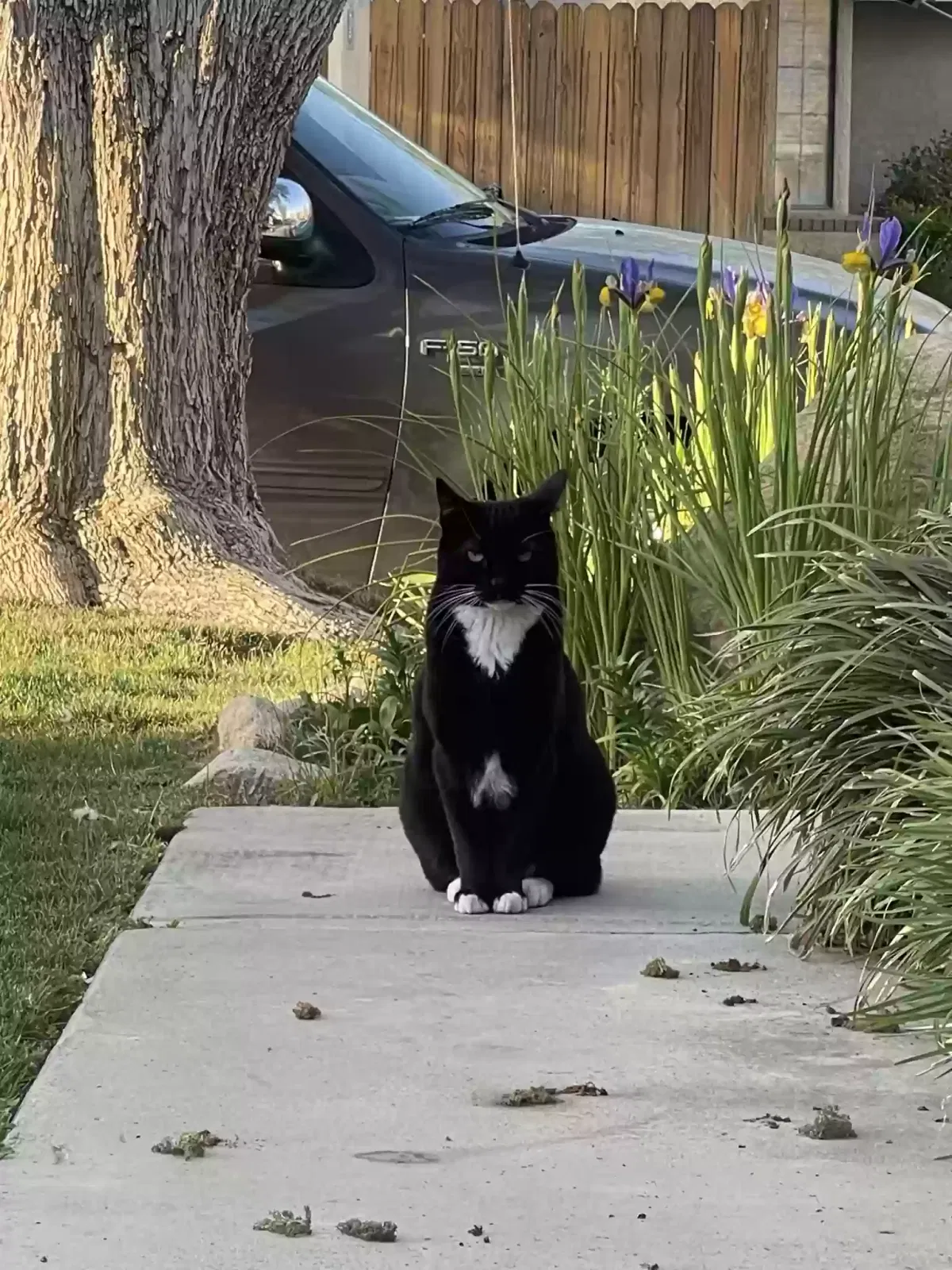 Lost cat in Palmdale, CA, 93551
