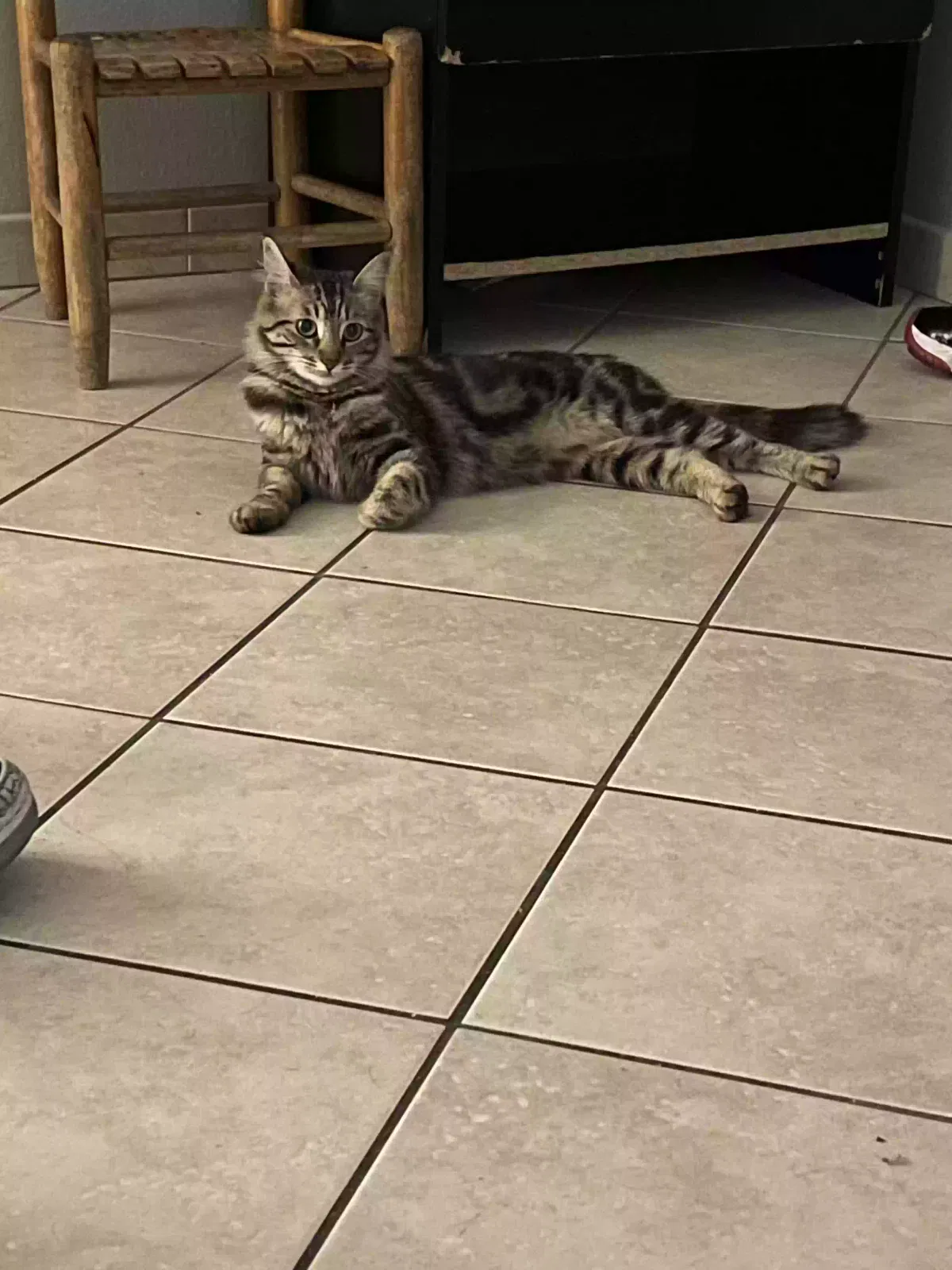 Lost cat in Long Beach, CA, 90810