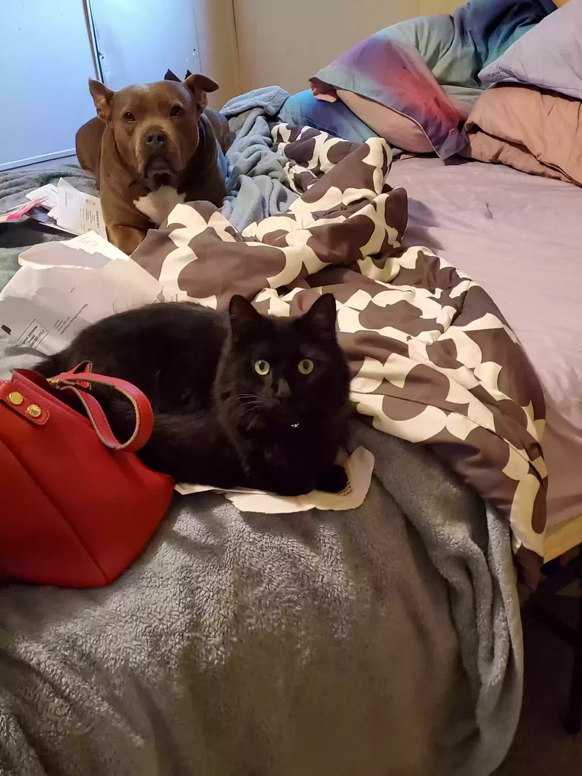 Lost cat in Elmore, AL, 36025