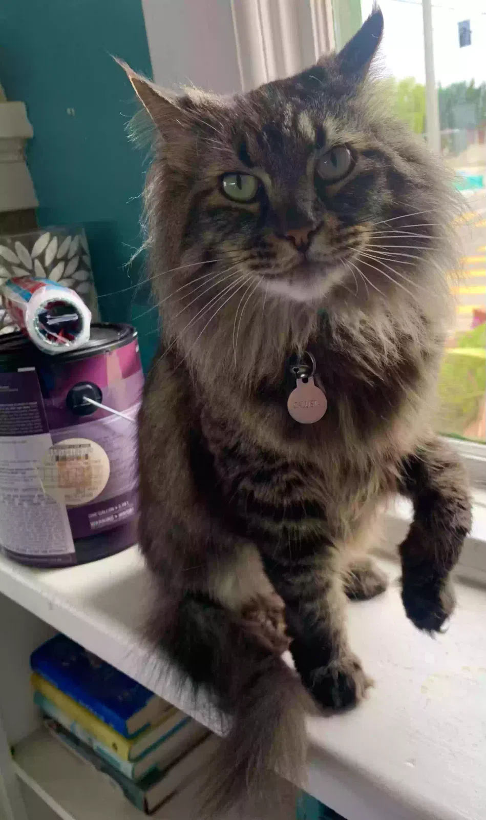 Lost cat in San Pedro, CA, 90731