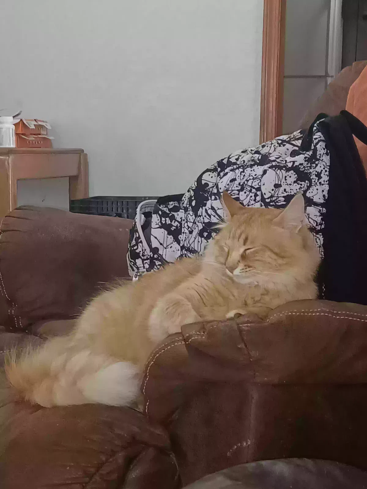 Lost cat in Oklahoma City, OK, 73132