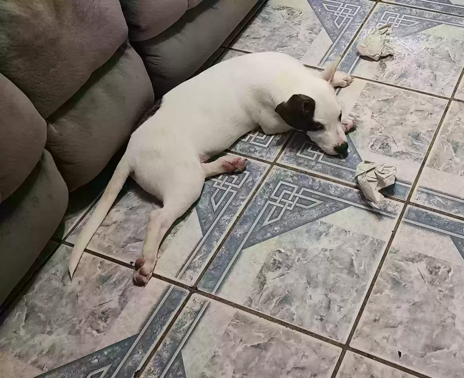 Lost dog in Bryan, TX, 77803