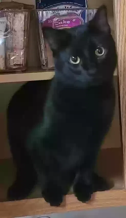 Lost cat in Deatsville, AL, 36022