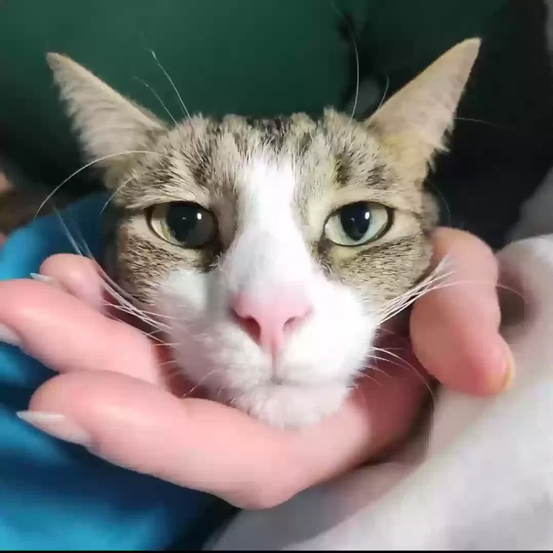 Lost cat in Palm Beach Gardens, FL, 33418