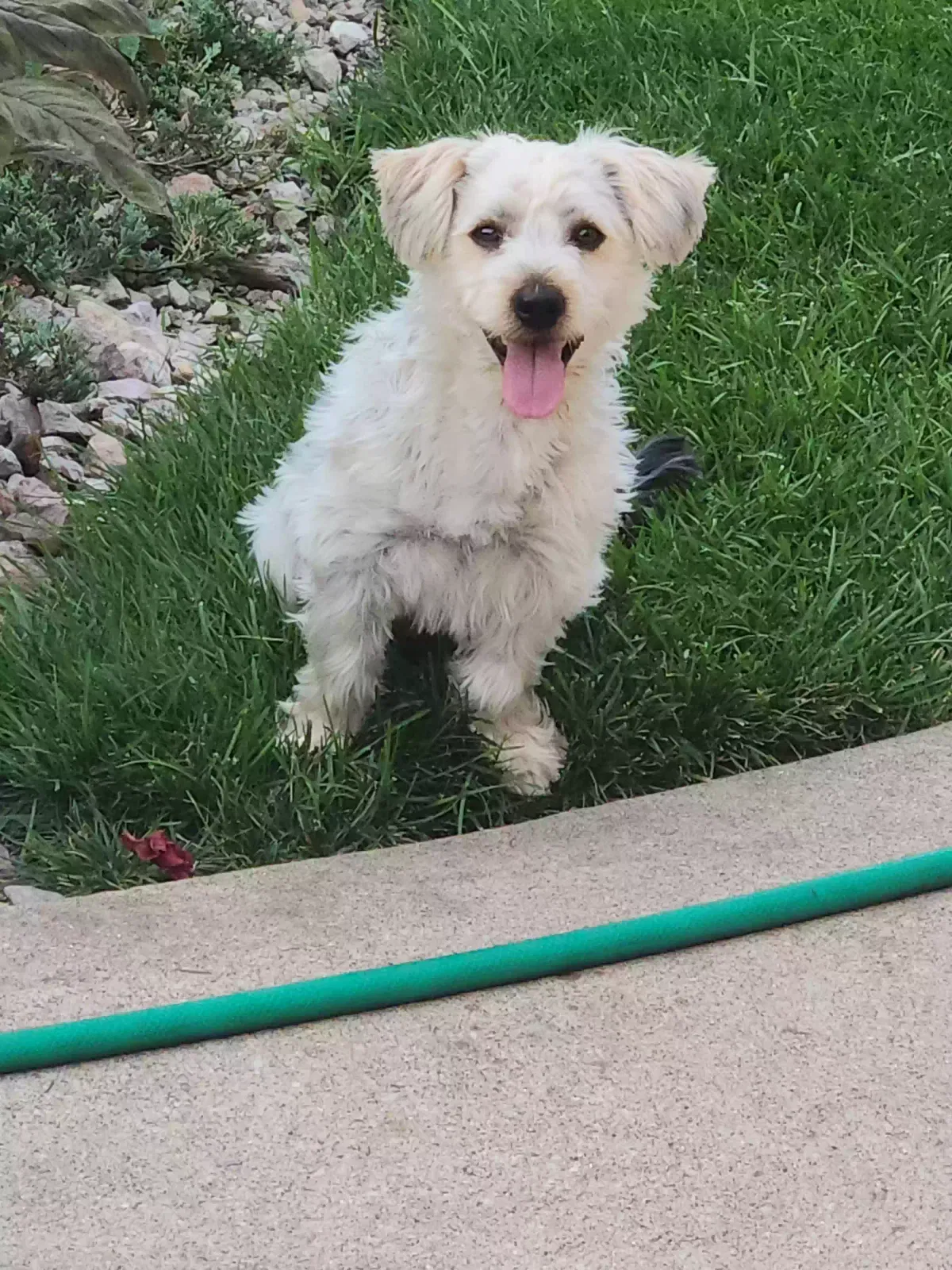 Lost dog in Burbank, IL, 60459
