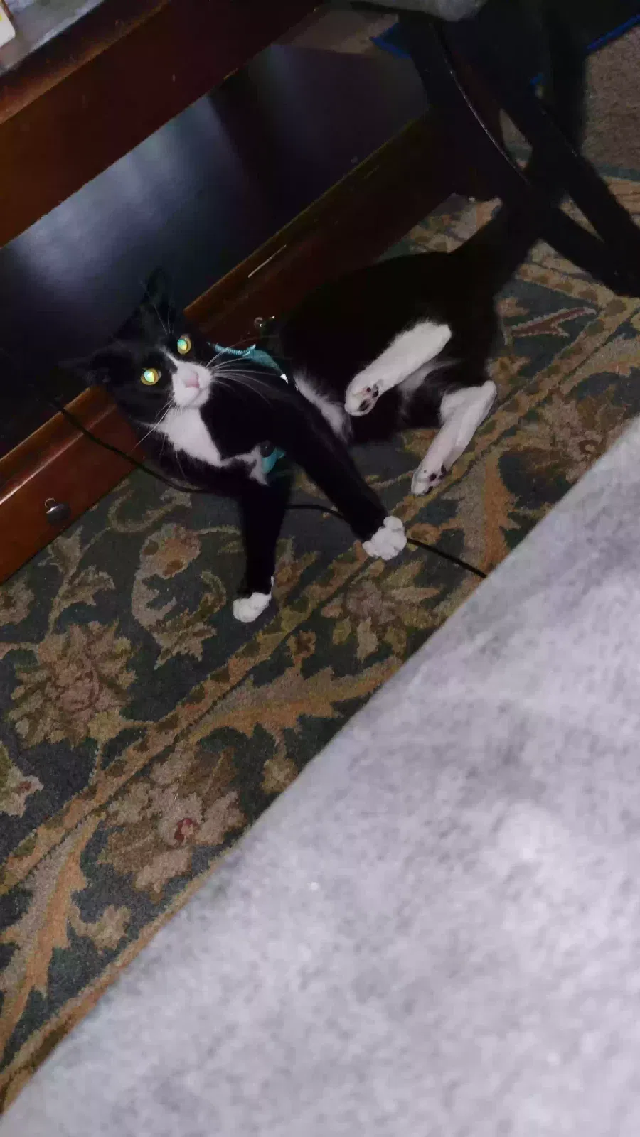 Lost cat in Vancouver, WA, 98683