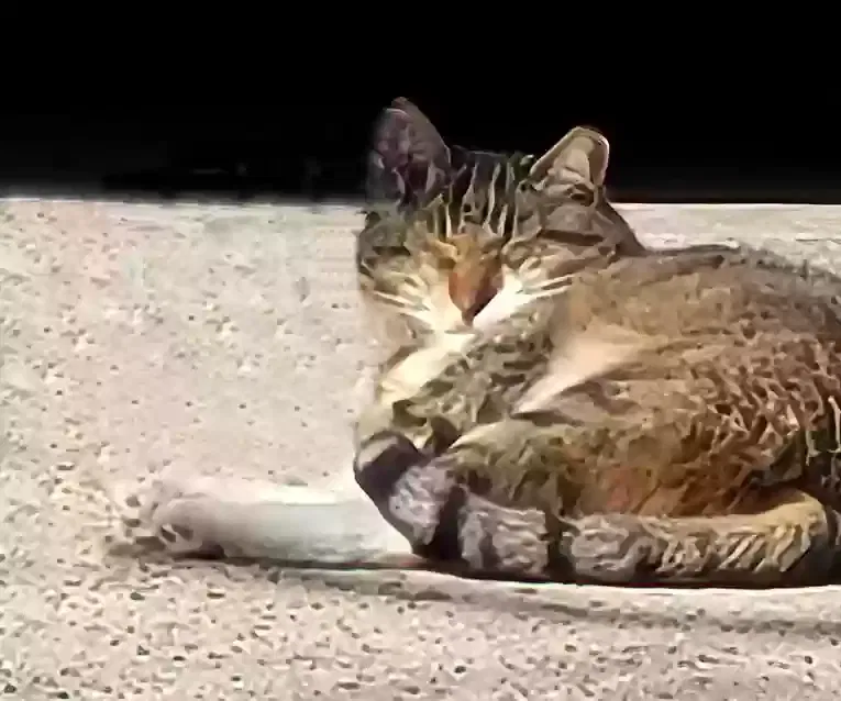 Lost cat in Houston, TX, 77015