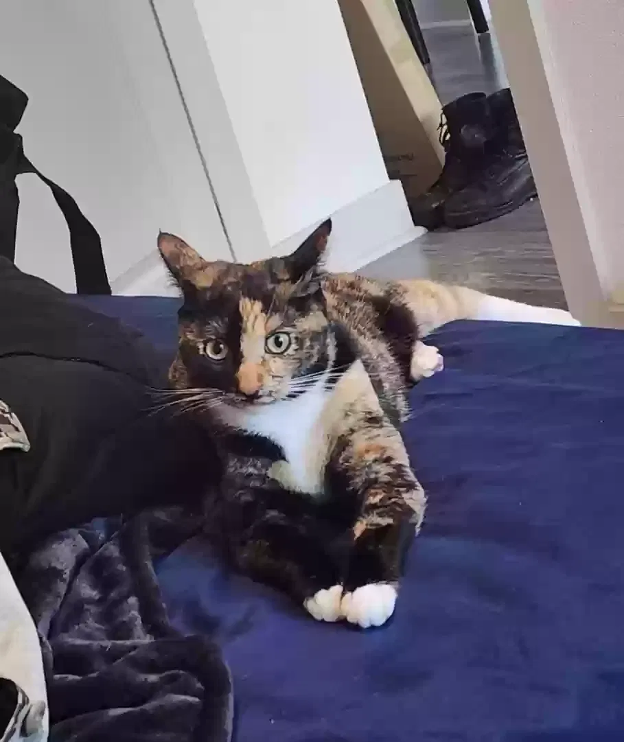 Lost cat in San Diego, CA, 92129