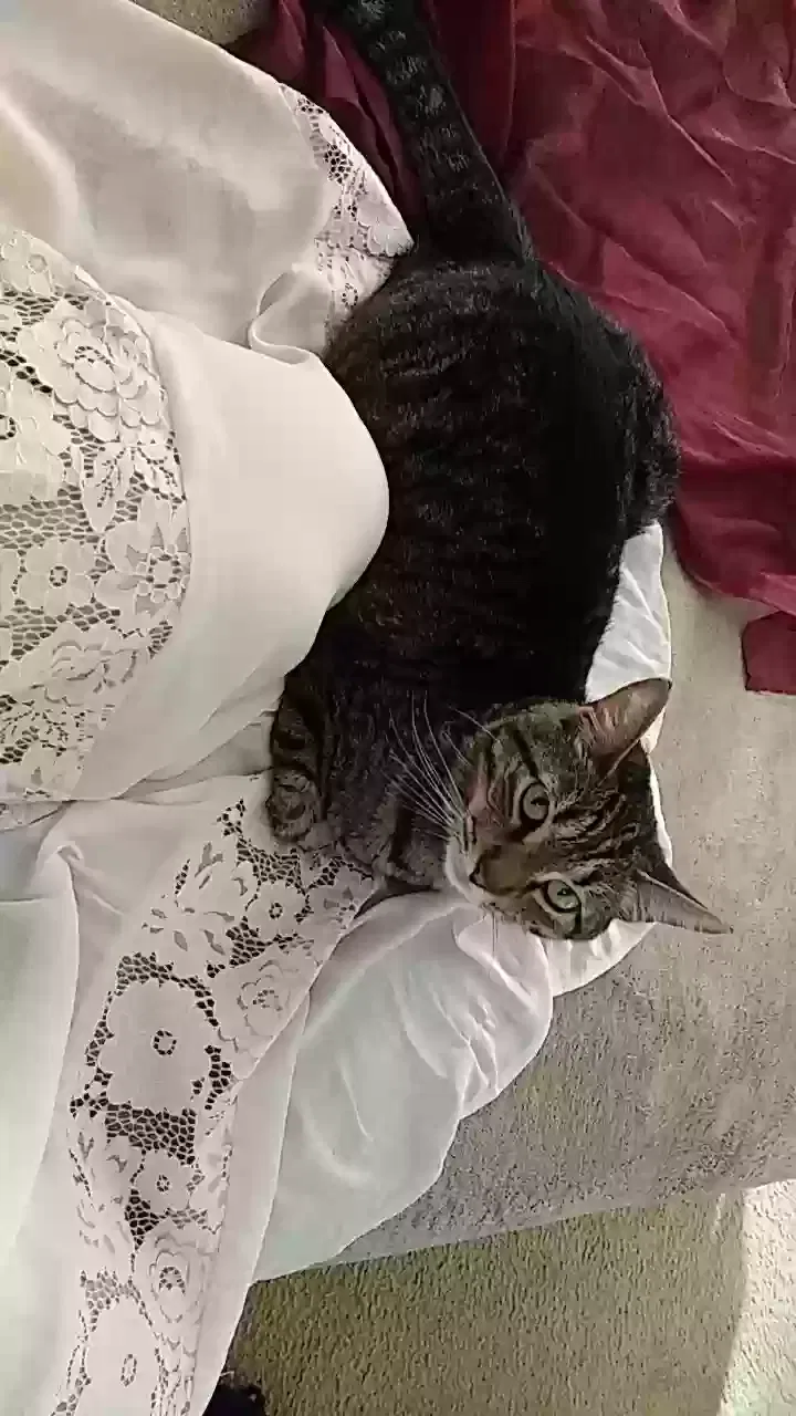 Lost cat in Port Saint Lucie, FL, 34987
