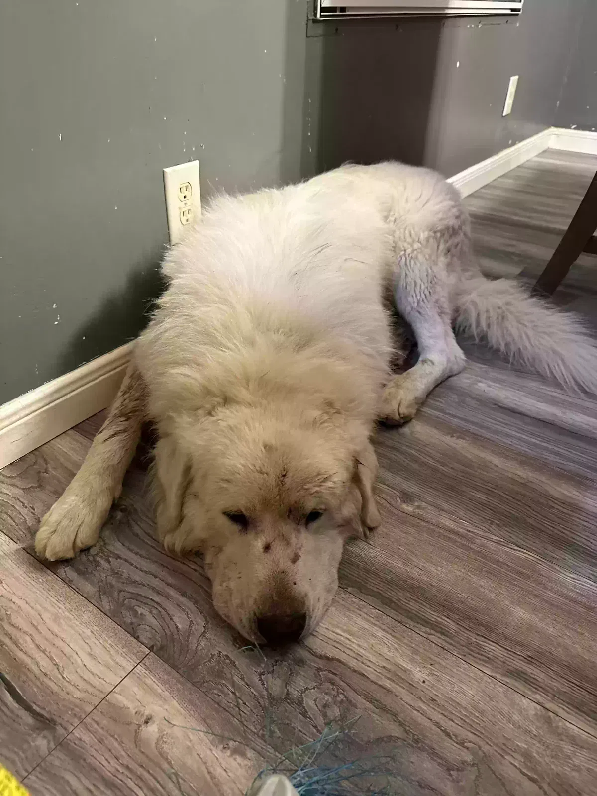Lost dog in Navasota, TX, 77868
