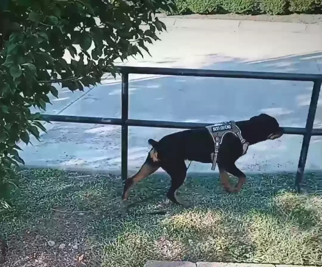 Lost dog in Murfreesboro, TN, 37129