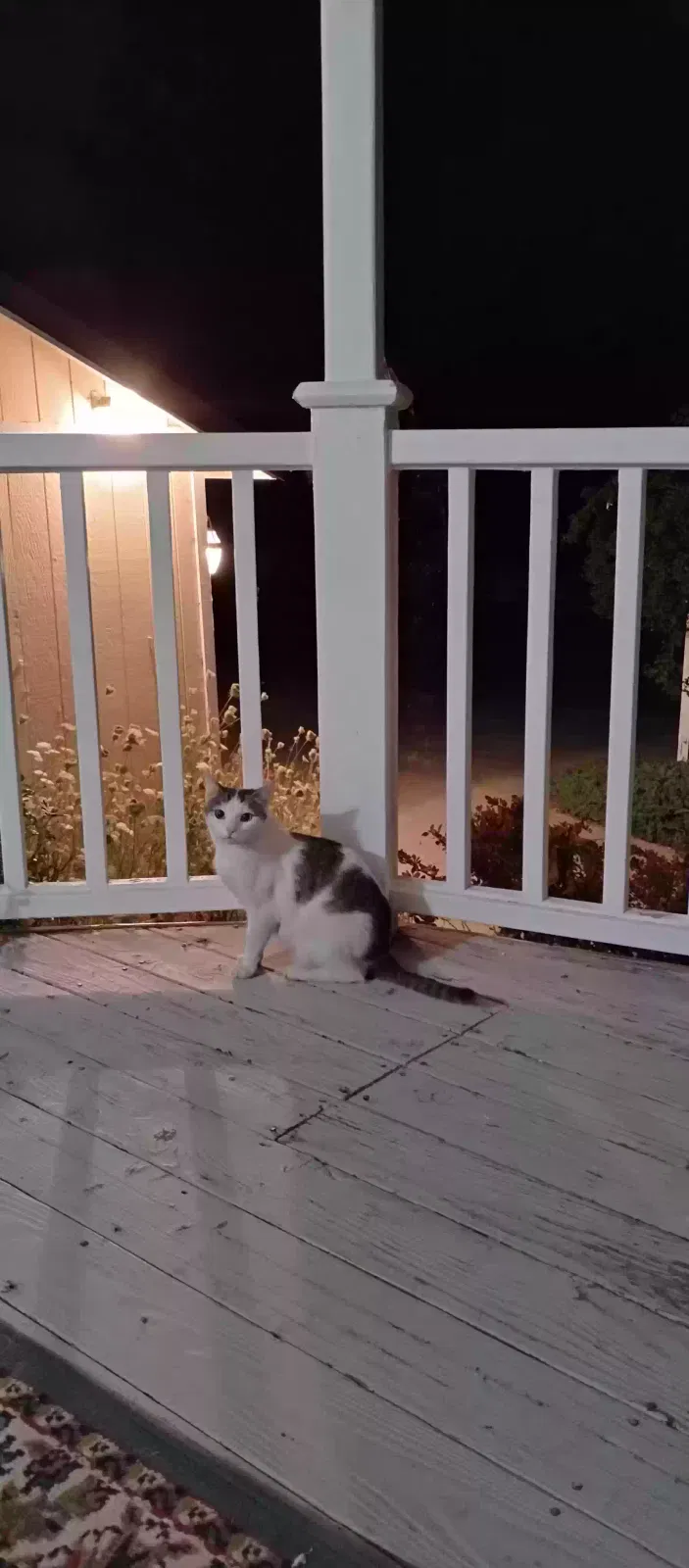 Lost cat in Frazier Park, CA, 93225
