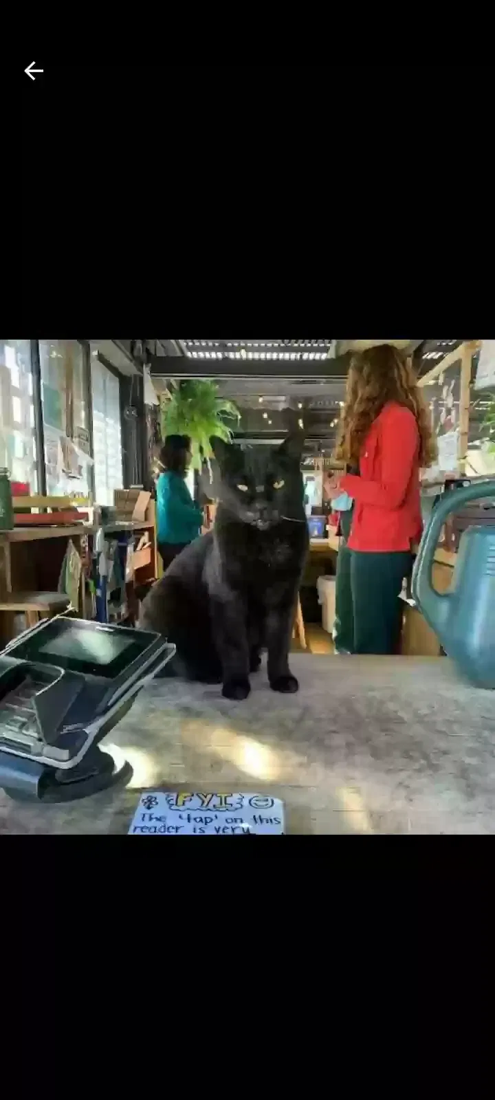 Lost cat in Santa Cruz, CA, 95060